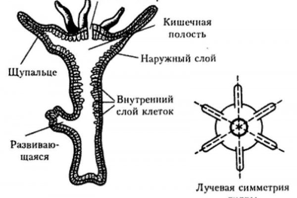 Код аккаунта blacksprut как узнать